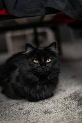 Fluffy Black Cat Chillin Inside Bedroom Carpet