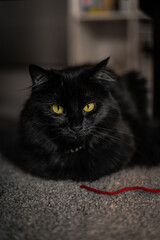 Fluffy Black Cat Chillin Inside Bedroom Carpet