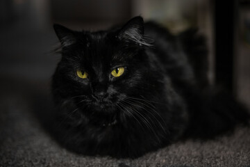 Black Fluffy Cat Close Up