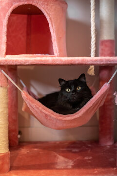 Black Fluffy Cat on Pink Cat Tree Tower