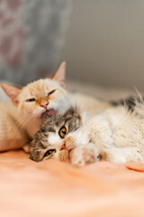 Adorable Cats Grooming Licking Cuddling on Bed Pink