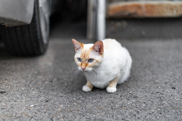 Little White Flame Point Siamese Cat On the Road