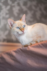 Weird Funny Looking White and Orange Cat Face Expressions