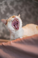Weird Funny Looking White and Orange Cat Face Expressions