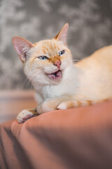 Weird Funny Looking White and Orange Cat Face Expressions