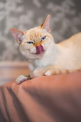 Weird Funny Looking White and Orange Cat Face Expressions