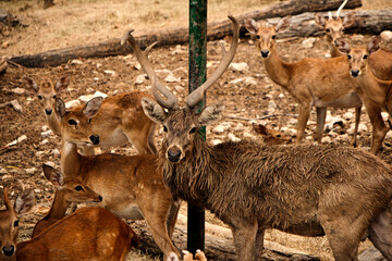 Eld's Deer or Rucervus eldii, in forests Thailand.