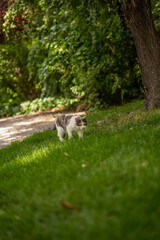 Naklejka na ściany i meble Angry Grumpy Calico Cat Walking Through Grass