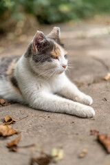 Matted Mangey Old Stray Calico Cat