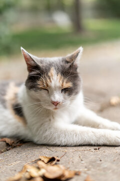 Matted Mangey Old Stray Calico Cat