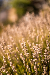 1.8 Lens Close Up Flower Bush