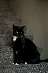 Black and White Handsome Cat on Stairs