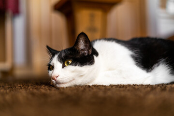Funny Face Laying on Floor Cat