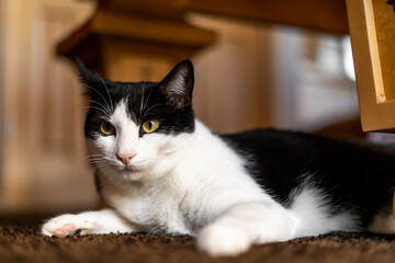 Funny Face Laying on Floor Cat