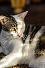 1/4th Face Stripe White Cat in Sunlight