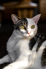 1/4th Face Stripe White Cat in Sunlight
