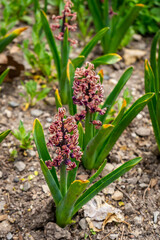 Fototapeta premium Pretty Pink Flowers