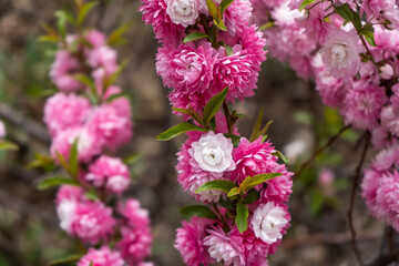 Assorted Pink Tone Flowers