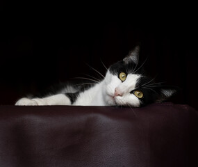 Funny White and Black Cat