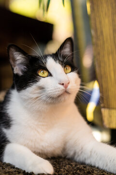 Big Yellow Eyes Portrait Black and White Cat