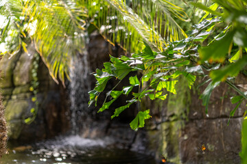 Butterfly Background