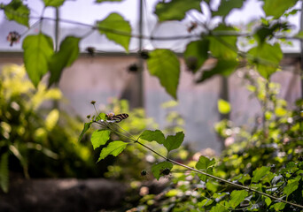 Close up of Butterfly in Lush Green Sanctuary in California