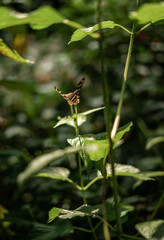 Close up of Butterfly in Lush Green Sanctuary in California