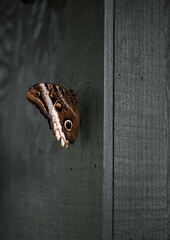 Owl Eye Moth Butterfly