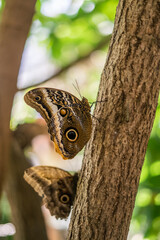 Owl Eye Moth Butterfly
