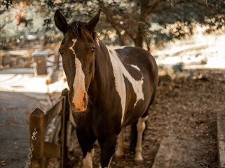 Horse in Stable