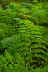 Vibrant Green Foliage California Plants