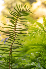 Vibrant Green Foliage California Plants