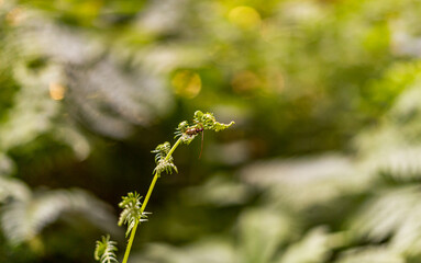 Vibrant Green Plants Trees Grass Flowers Bushes Lovely Close Up Bug