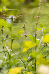Vibrant Green Plants Trees Grass Flowers Bushes Lovely Close Up