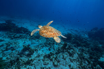 Naklejka premium green sea turtle swimming in the blue ocean sea