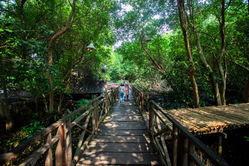 Mangrove natural tourist park located at Pantai Indah Kapuk, Muara Angke, Jakarta. One of the green areas in Jakarta which is also a tourist destination. - obrazy, fototapety, plakaty