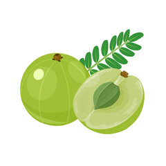 Vector illustration, Phyllanthus emblica, also known as emblic, myrobalan, Indian gooseberry, Malaca tree, or amla, isolated on white background.