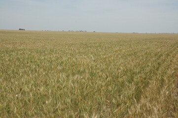 Golden wheat fields in Northern Argentina
