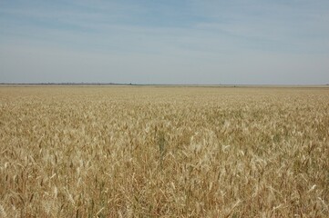Golden wheat fields in Northern Argentina
