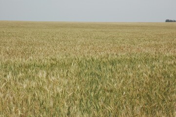 Golden wheat fields in Northern Argentina
