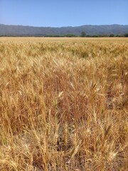 Golden wheat fields in Northern Argentina
