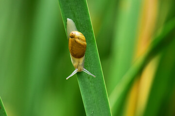ガマの葉のカタツムリ