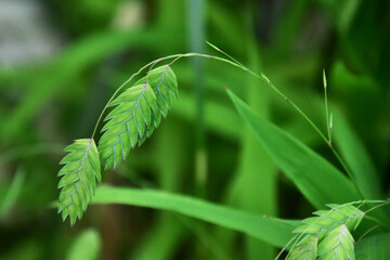 青いコバンソウ