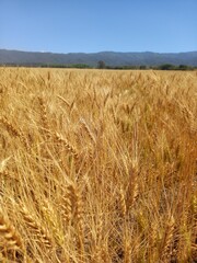 Golden wheat fields in Northern Argentina
