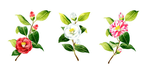 3種類の椿のセット　冬・春の花の手描き水彩イラスト素材