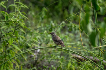 Bird resting on the branches of a tree on Garrapatero beach in the Galapagos Islands