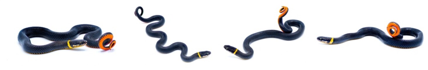 Southern ring necked or ringneck snake - Diadophis punctatus punctatus - defense posture of curling...
