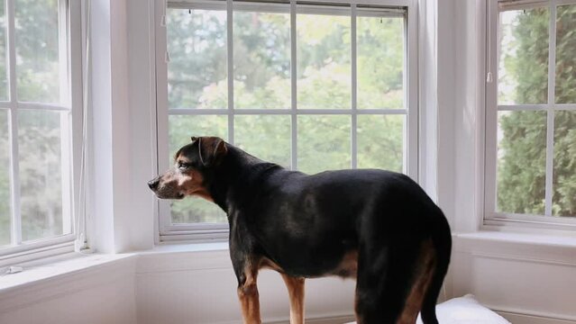 Calm Adult Dog Looking Out Bay Window with Nature Views 