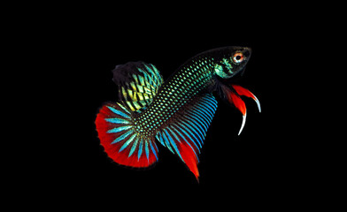 Male Siamese Fighting Fish (Betta Imbellis) isolated on black background.