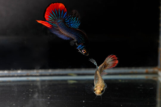Male and Female Betta Imbellis, Siamese Fighting Fish, Peaceful betta isolated on white background. Close up, macro photography.